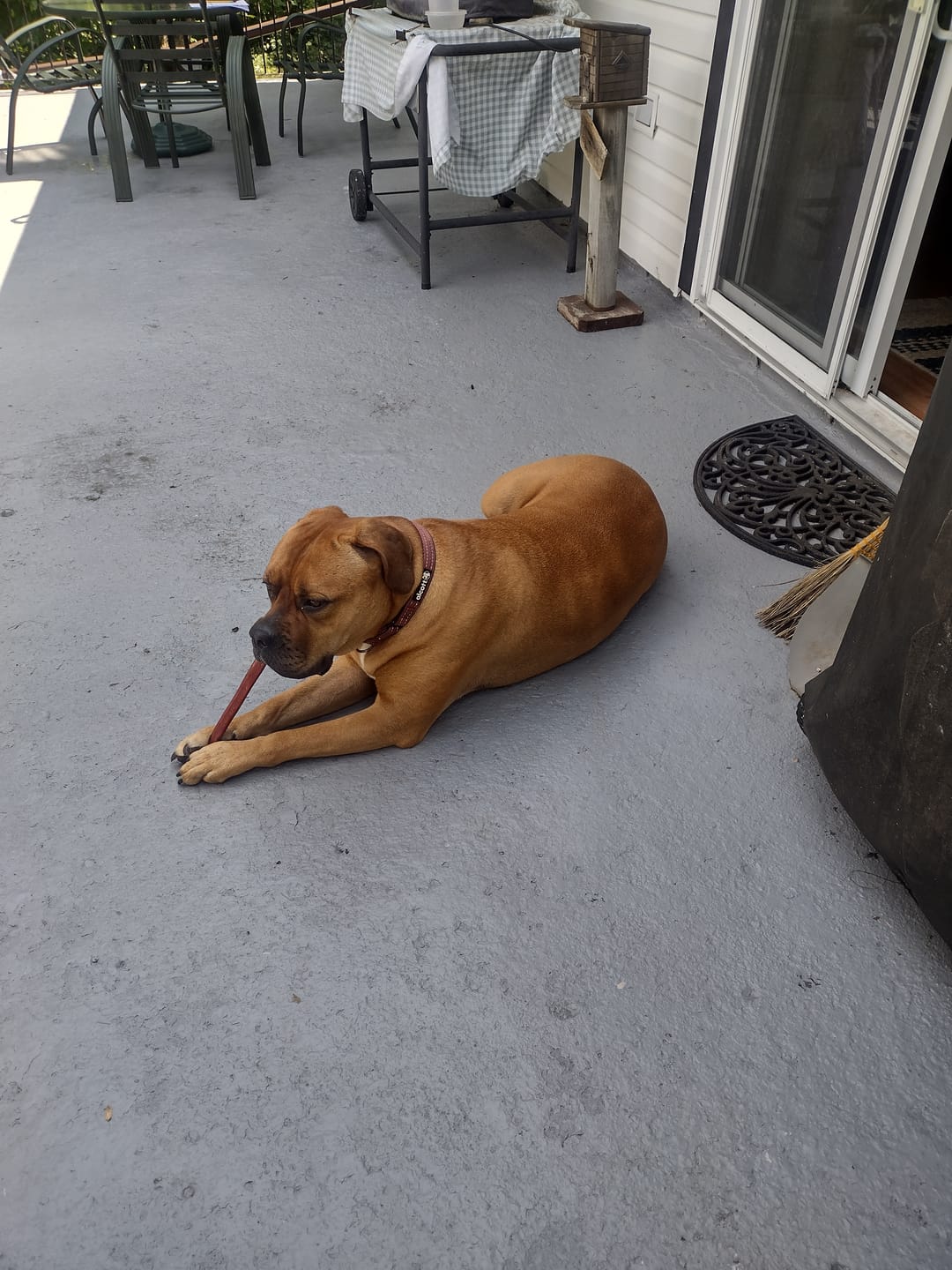 Customer photo review of Freeze Dried Beef Liver 100g / 3.5oz