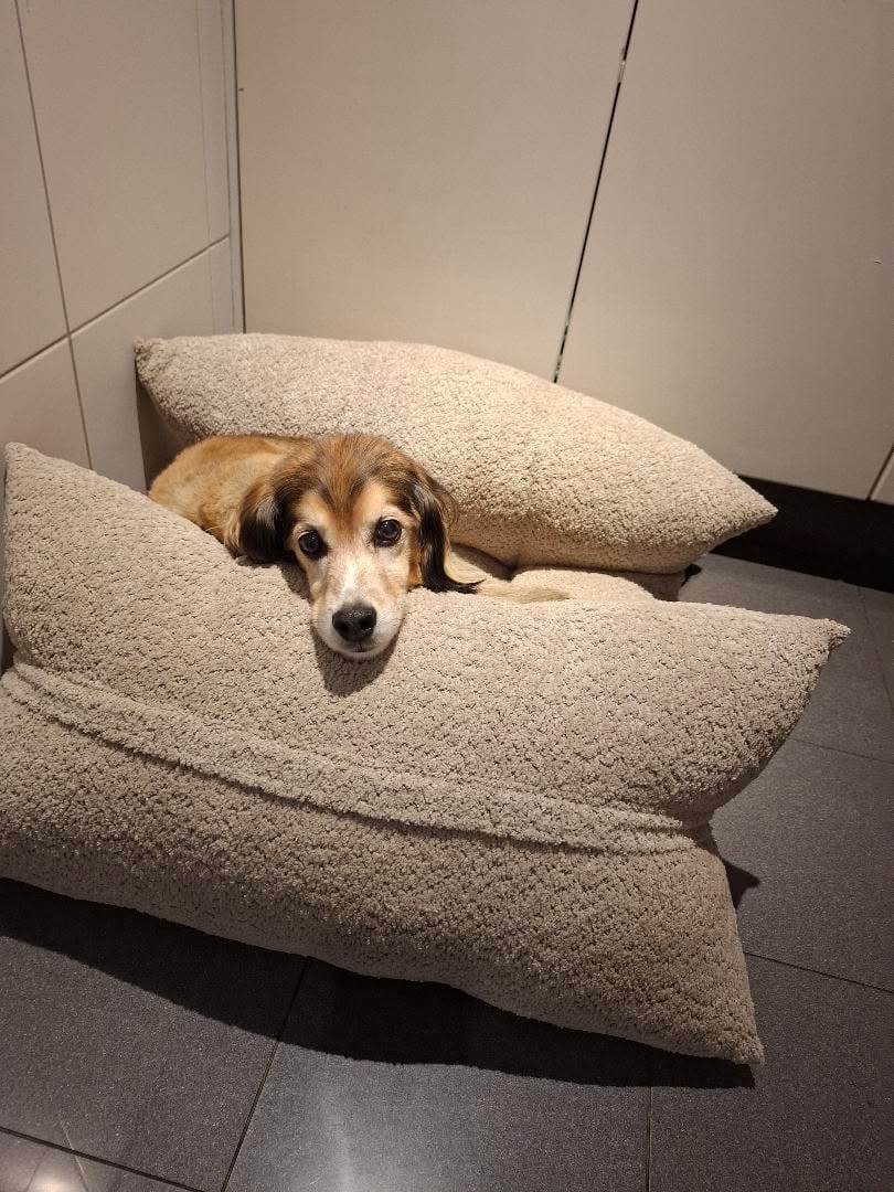 Customer photo review of Cama Yoko Arena M