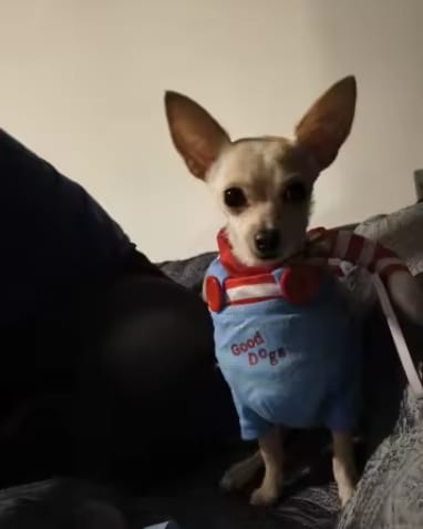 Customer photo review of Disfraz de Halloween para mascotas