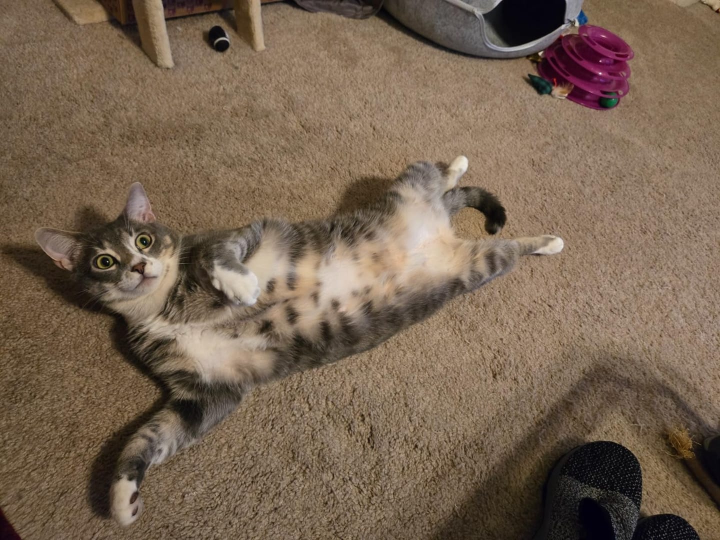 Customer photo review of PurrPatch Grass Chews
