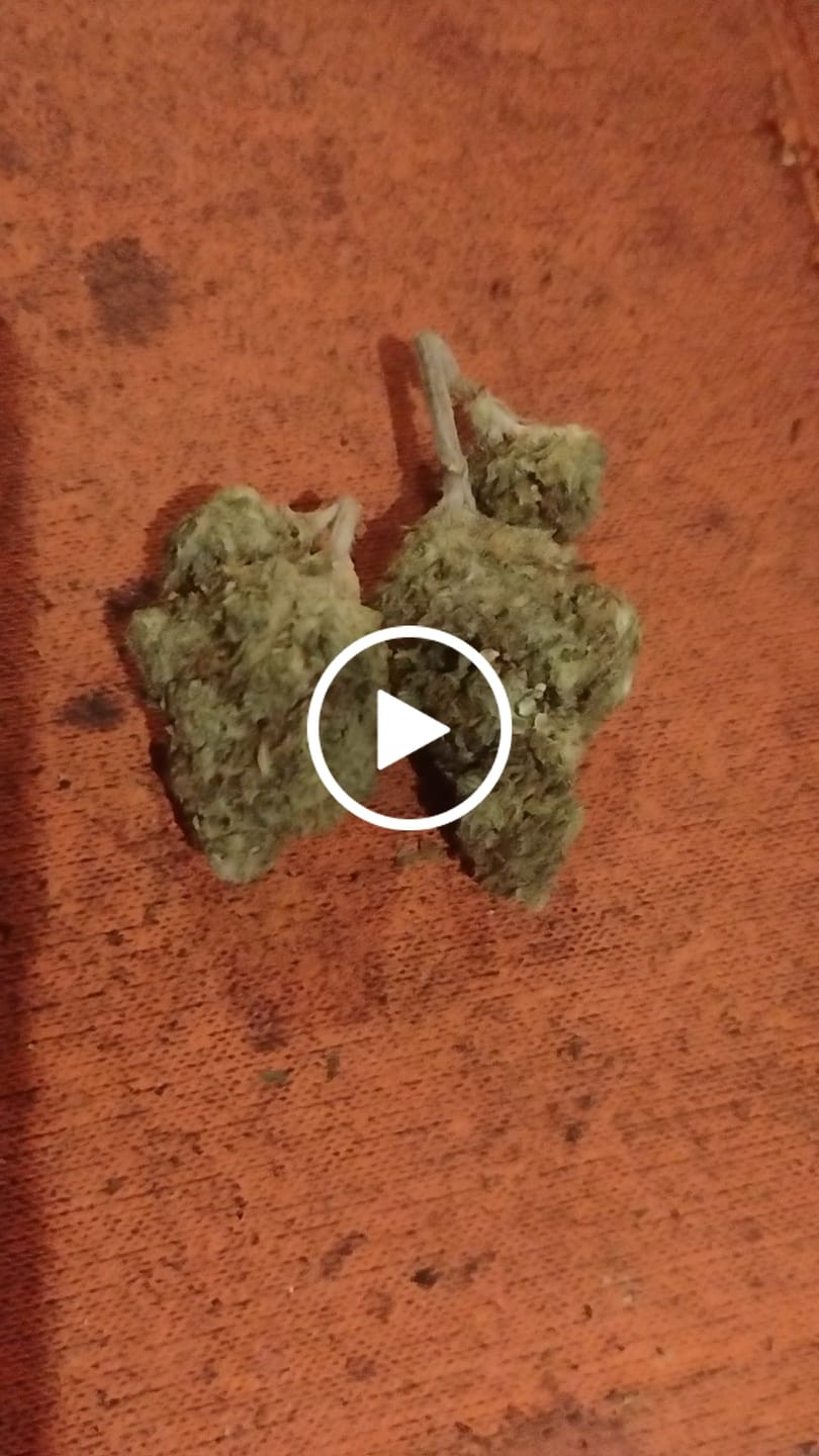 Customer video review of Buy 14g get 14g Free- Super Runtz