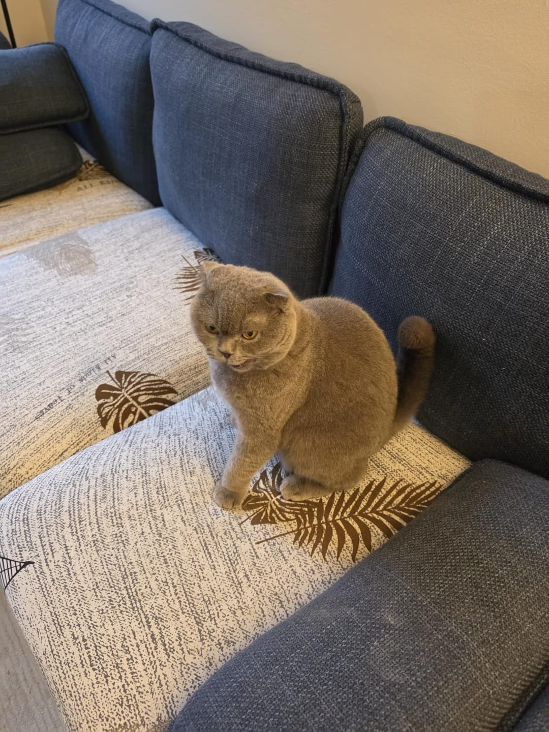 Customer photo review of PurrPatch Grass Chews