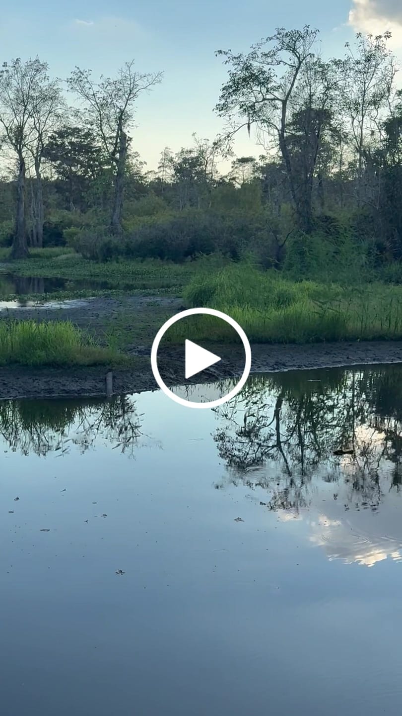 Customer video review of Waterfowl Blend