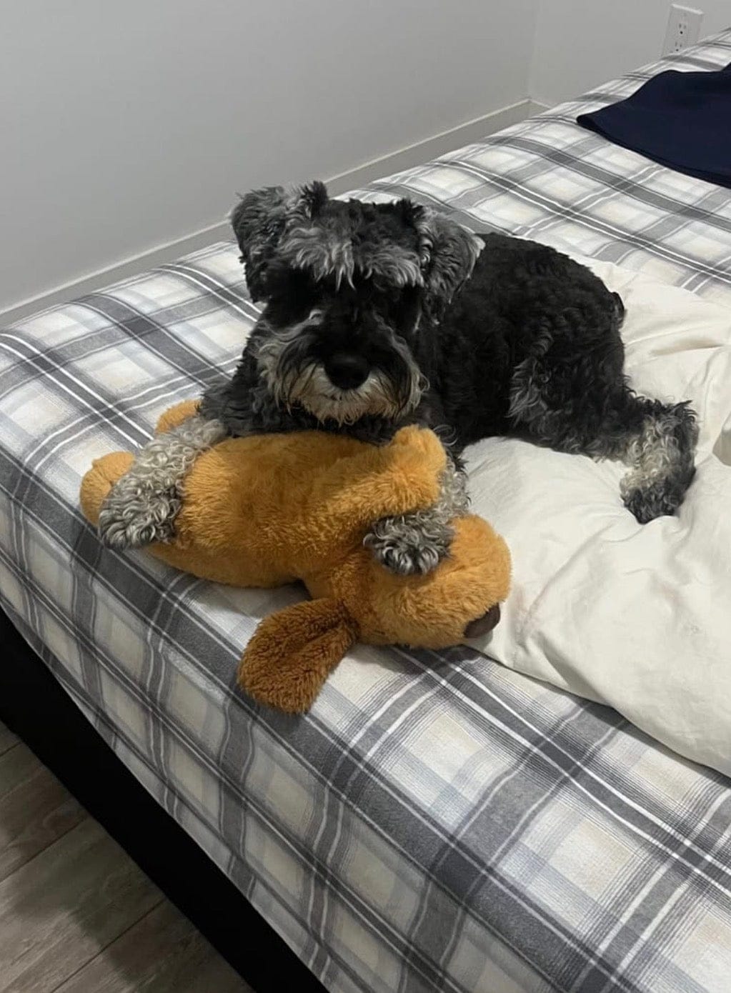 Customer photo review of Peluche con latido realista para perros