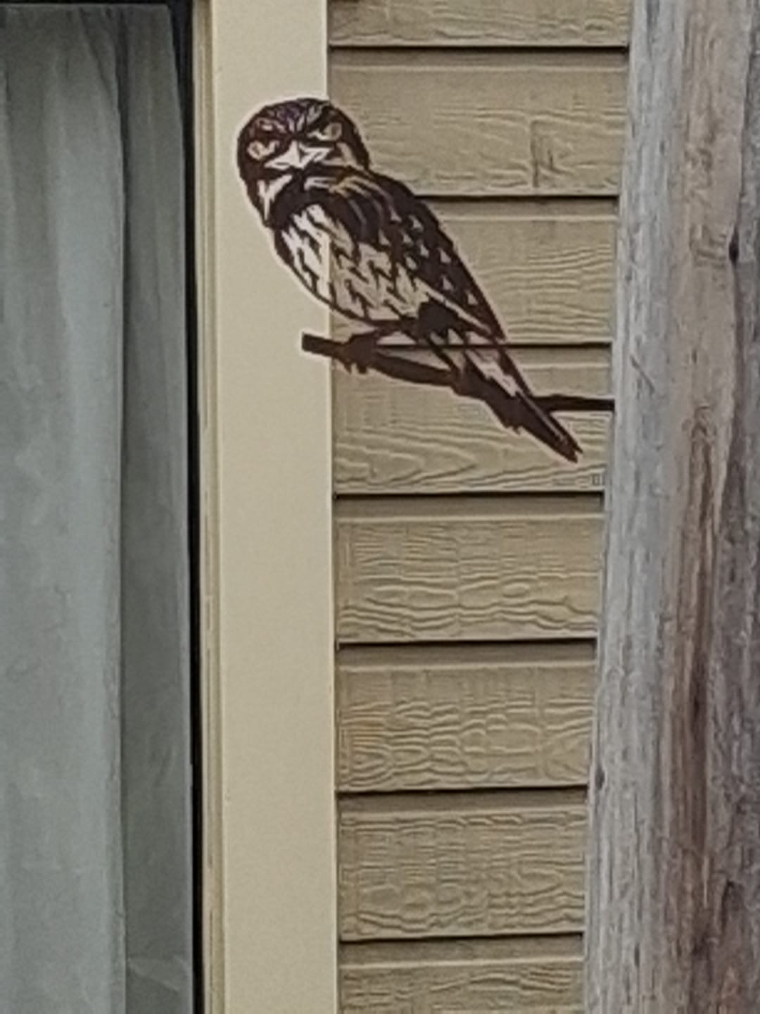 Customer photo review of Tawny Frogmouth