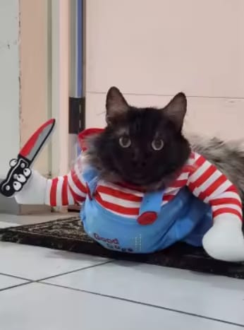 Customer photo review of Disfraz de Halloween para mascotas