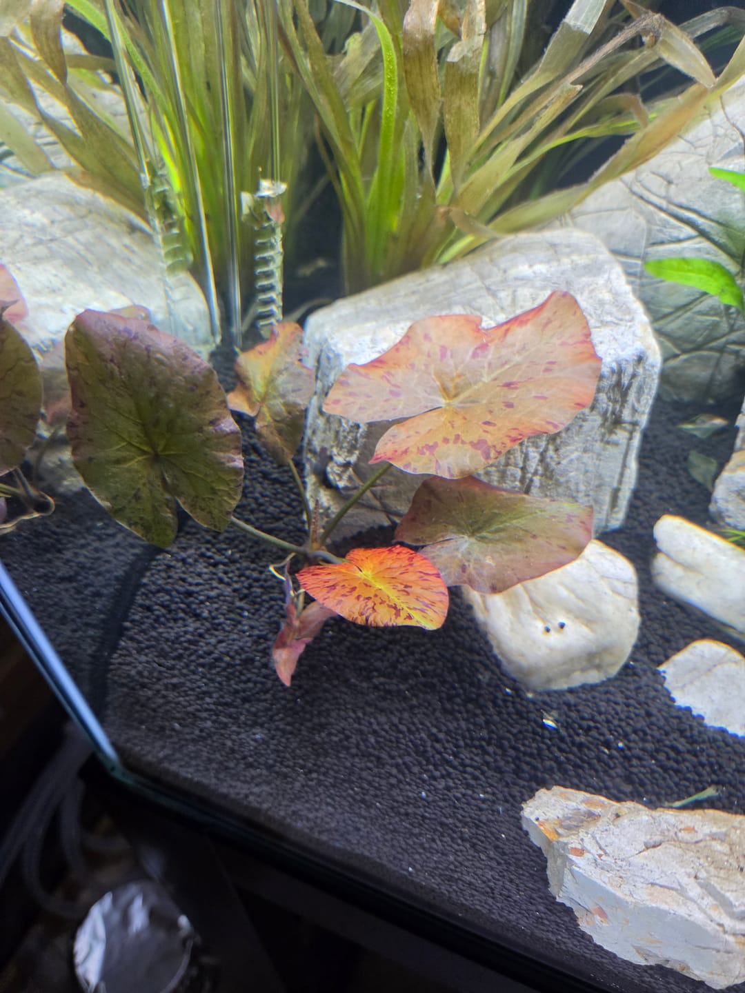 Customer photo review of Red Tiger Lotus "Nymphaea lotus Red" BULB