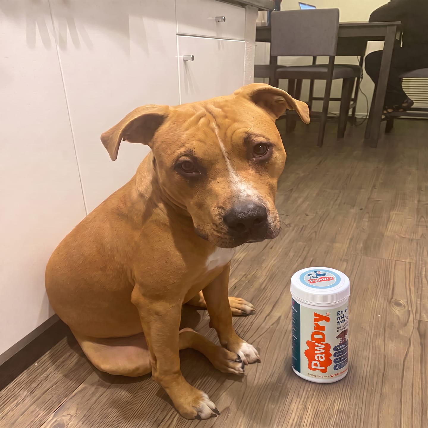 Customer photo review of PawDry™ Instant Urine Solidifier