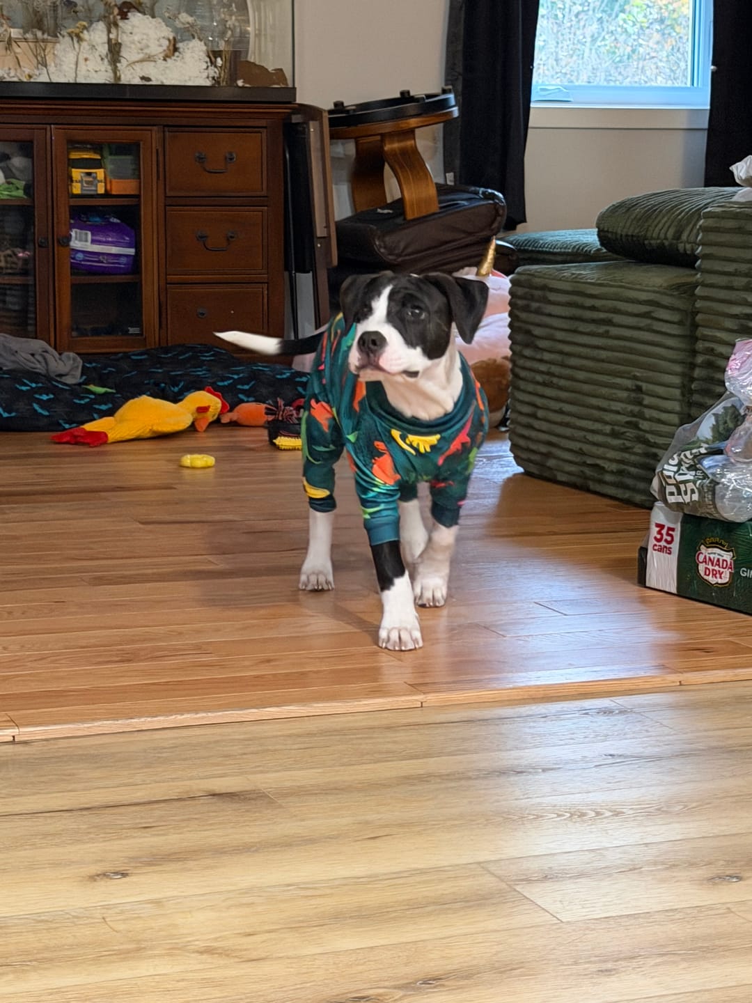 Customer photo review of Dog Pajama - Dinosaurs
