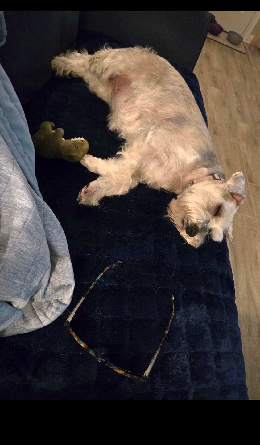Customer photo review of pawandplush - Couch Cover