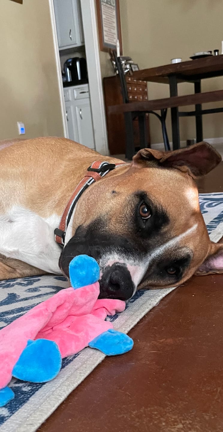 Customer photo review of Compact Texas Sage