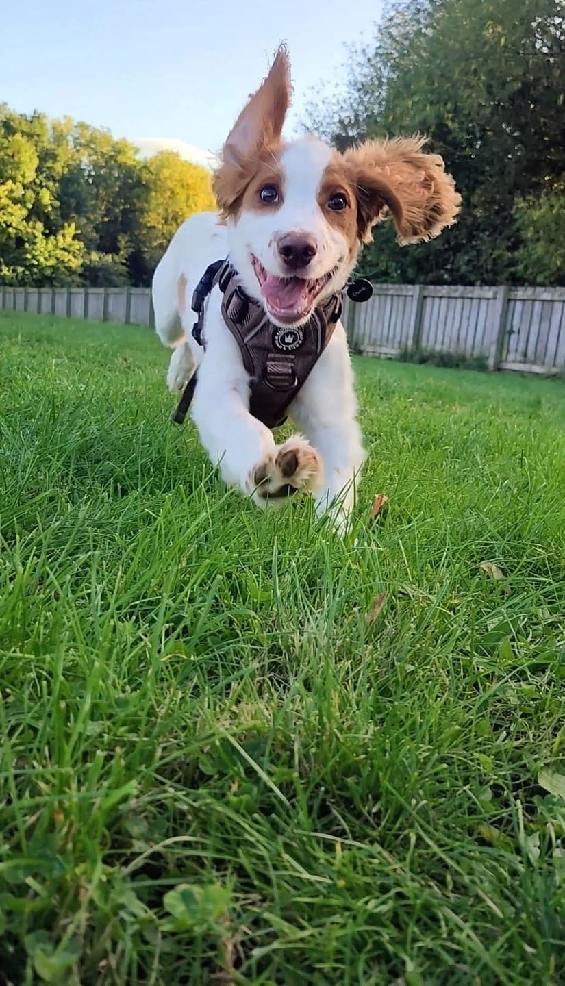 Customer photo review of Trail & Glow Tweed Dog Harness - Oxford Tweed