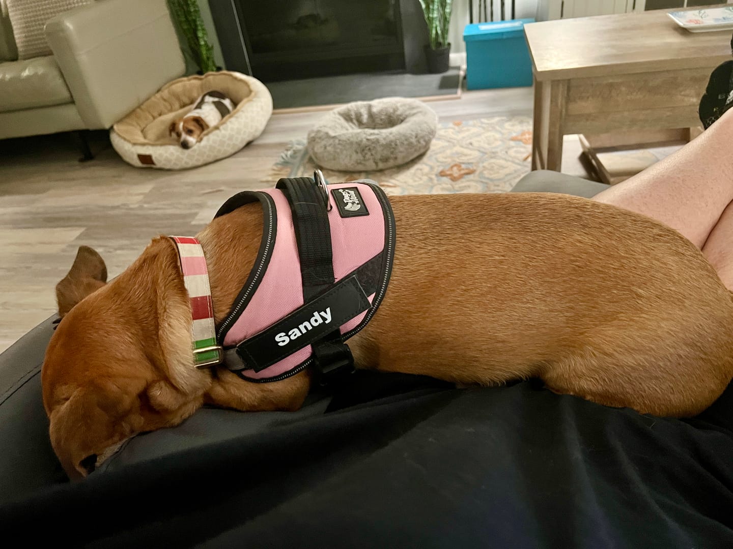 Customer photo review of Dogshood ™ Ergonomic Harness