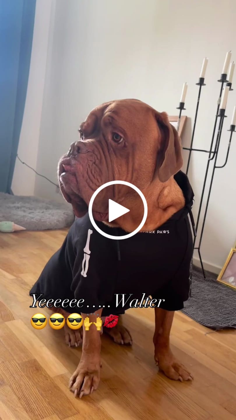 Customer video review of Dog Varsity Jacket - Purple