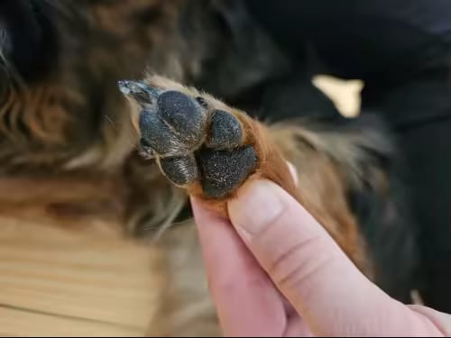 Customer photo review of Happy Paws™ Precision Paw & Fur Trimmer