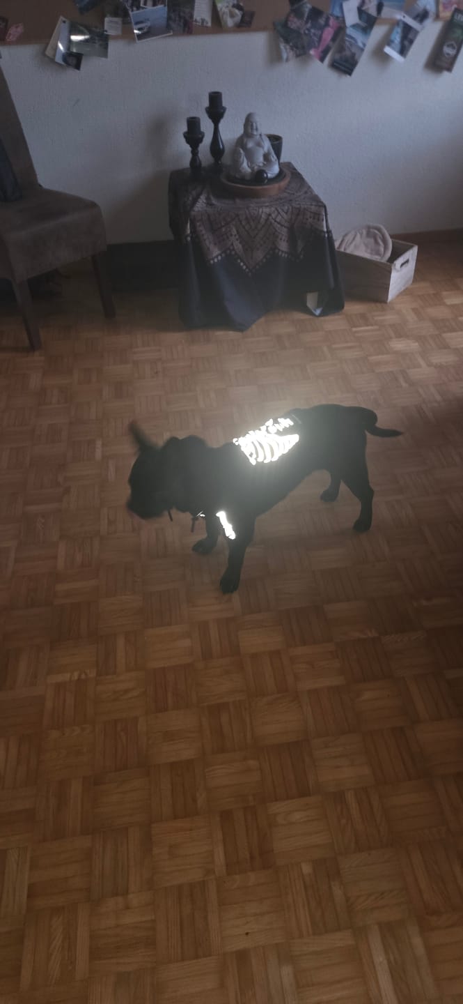 Customer photo review of Halloween Dog Hoodie - Reflective Skeleton