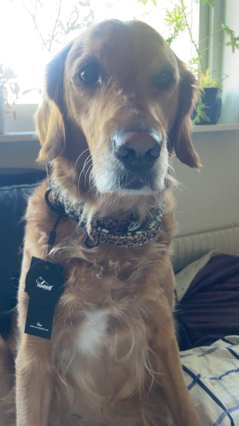 Customer photo review of Extreme Buckle Leopard - Starkt och säkert hundhalsband