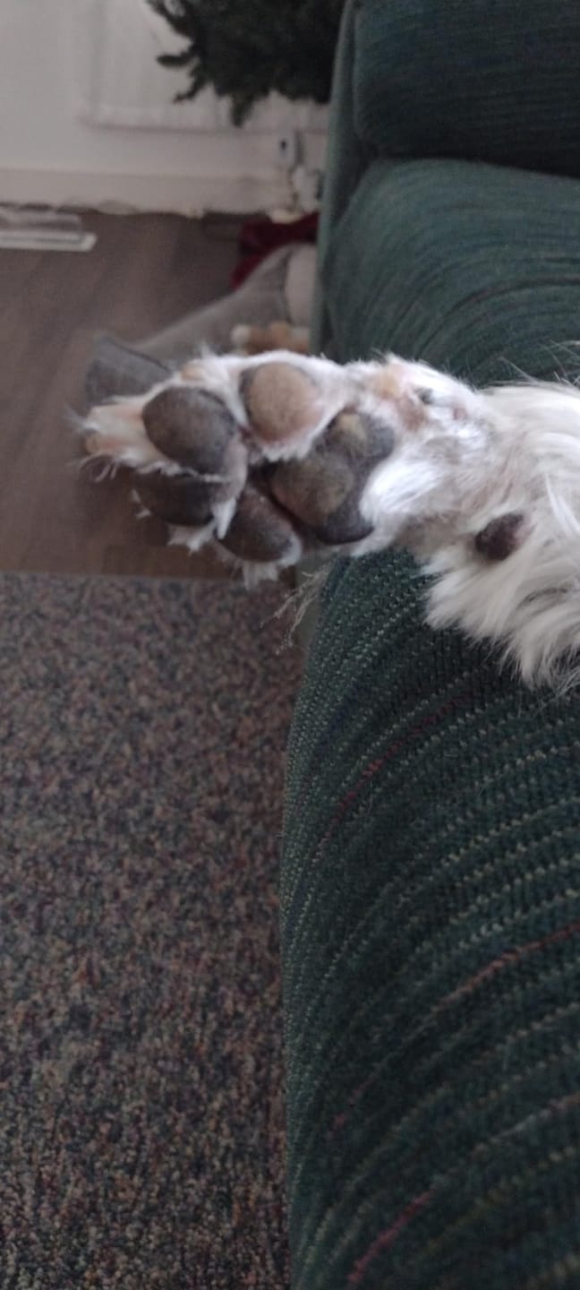 Customer photo review of Happy Paws™ Precision Paw & Fur Trimmer