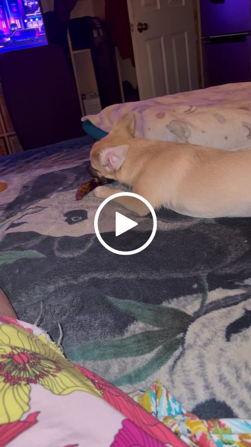 Customer video review of Ostrich Runner (5" x 1.5"): The Flavorful & Long-Lasting Chew for Small to Medium Dogs - 2 Pieces