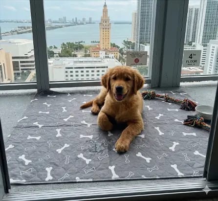 Customer photo review of CalmPaws™ Tapete Absorbente para Perros