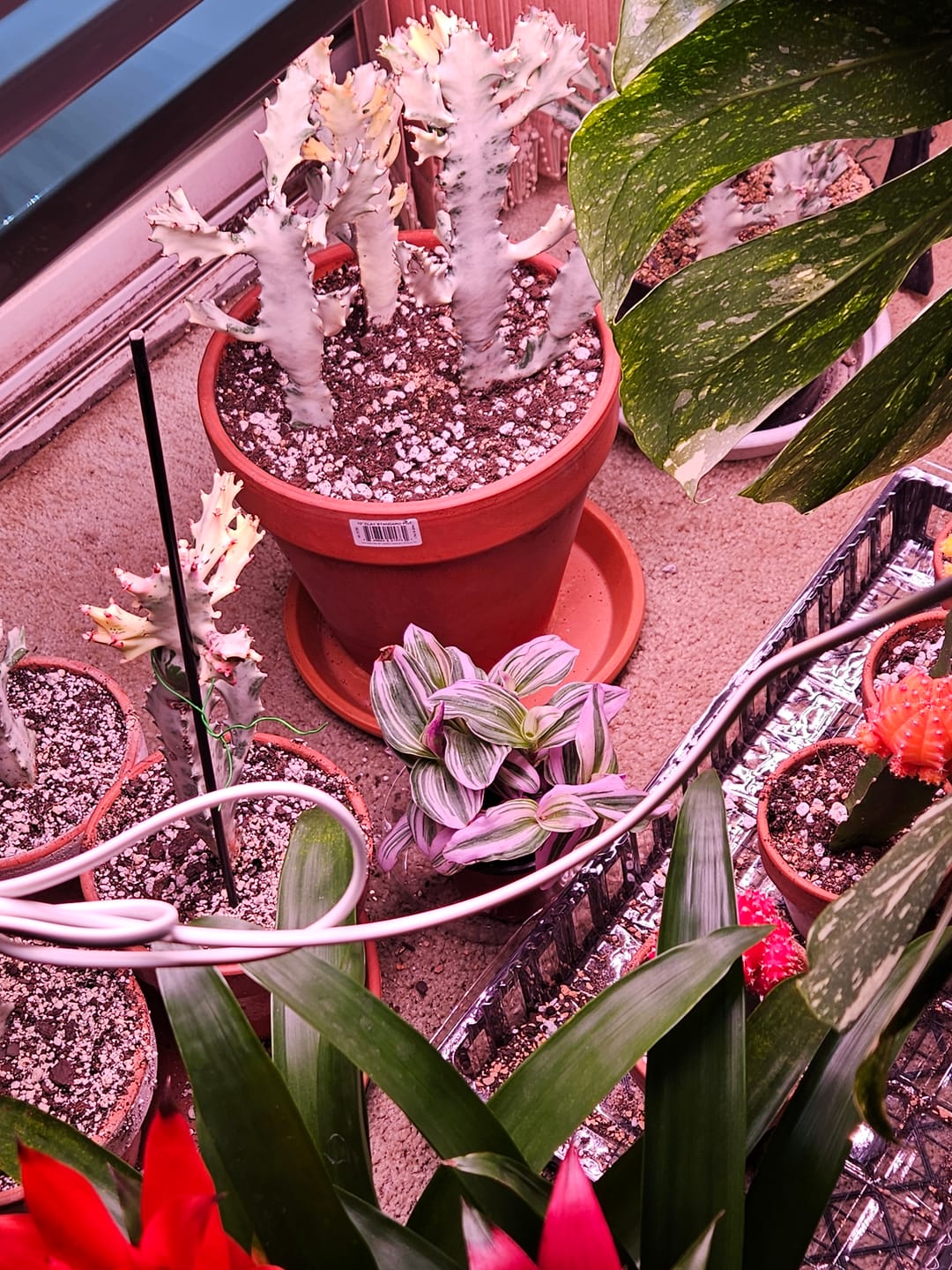 Customer photo review of Rare Tradescantia Nanouk Lilac Plant | Rare Tradescantia Pot | Rare Pink Wandering Jew | Easy care hardy indoor houseplant in a nursery pot