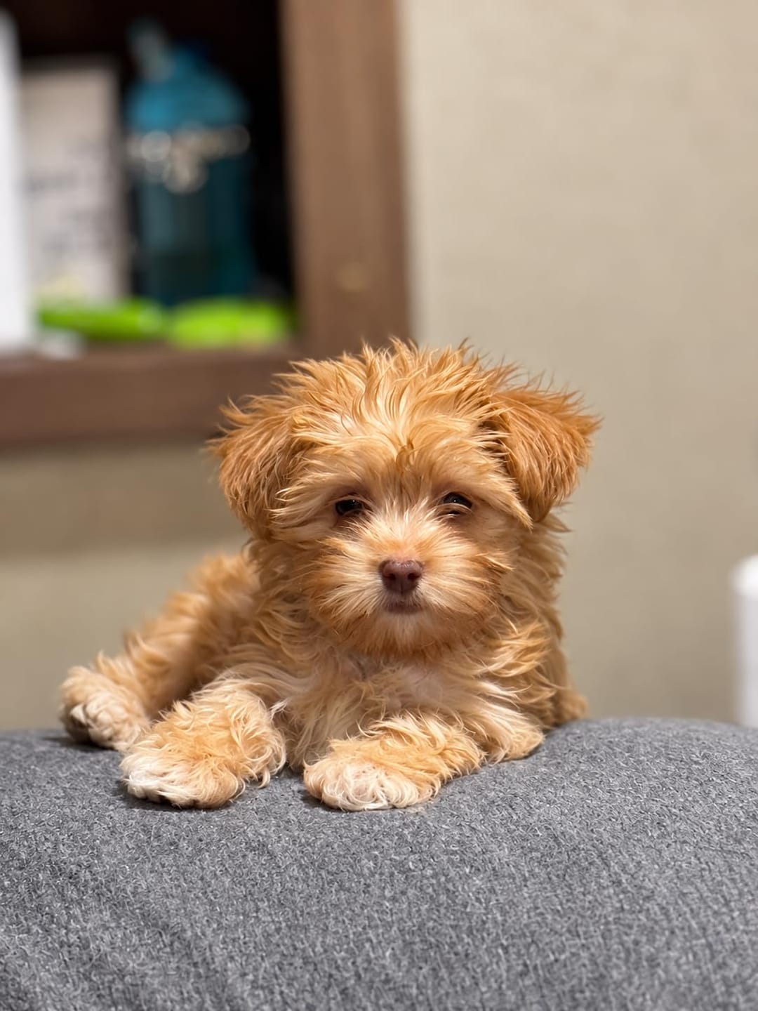 Customer photo review of Happy Paws™ Precision Paw & Fur Trimmer