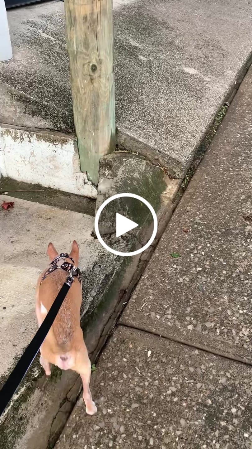 Customer video review of Kit Paseo: Huellitas