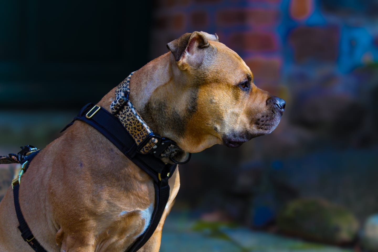 Customer photo review of Extreme Buckle Leopard - Starkt och säkert hundhalsband