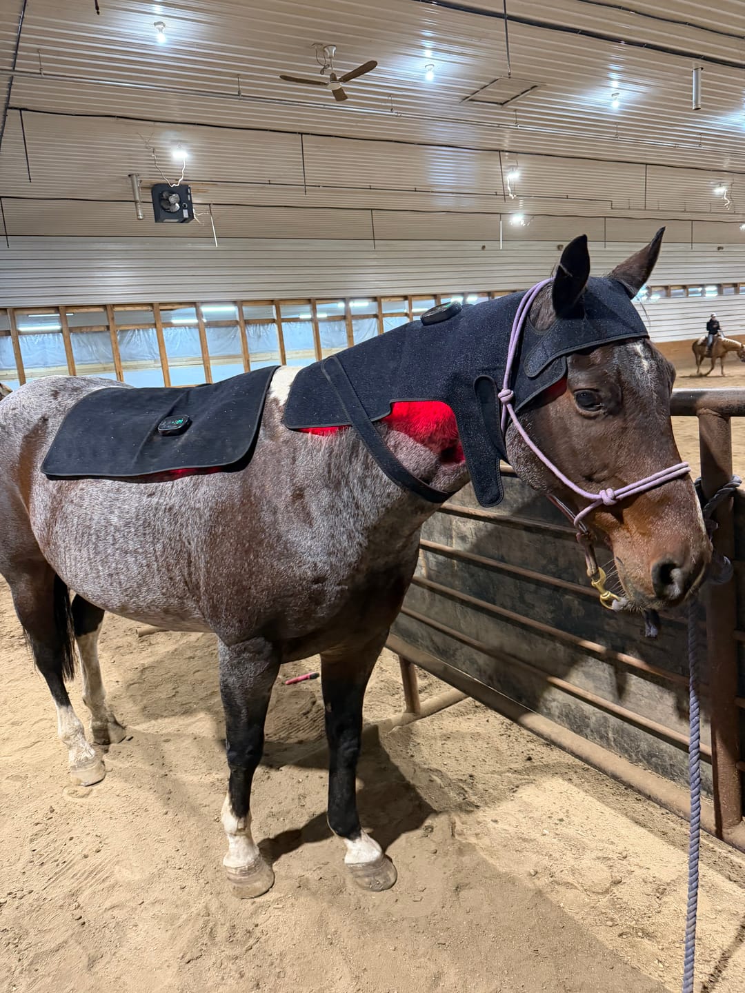 Customer photo review of HorseHalo™ HaloHead