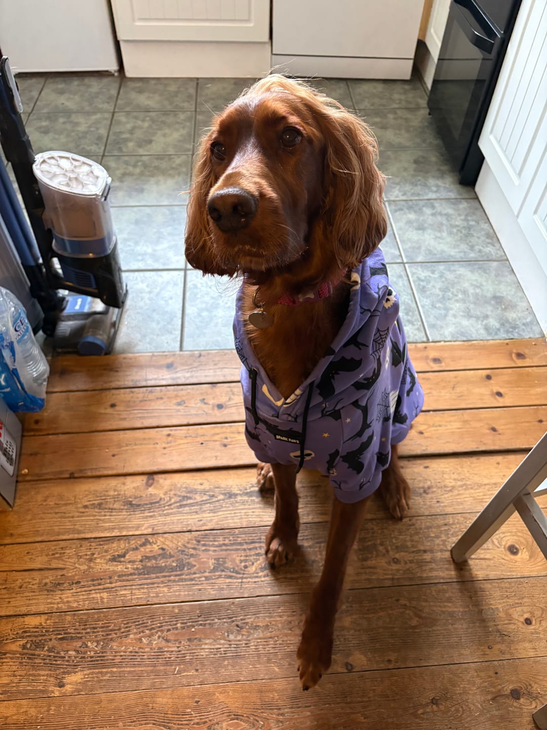Customer photo review of Halloween Dog Hoodie - Purple