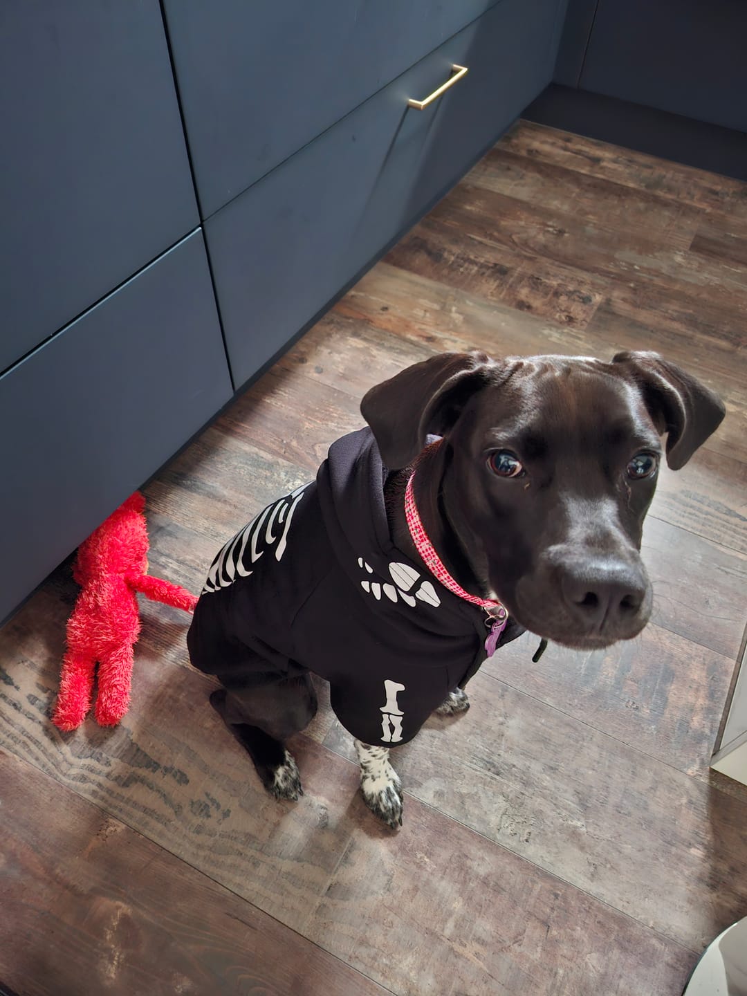 Customer photo review of Halloween Dog Hoodie - Reflective Skeleton