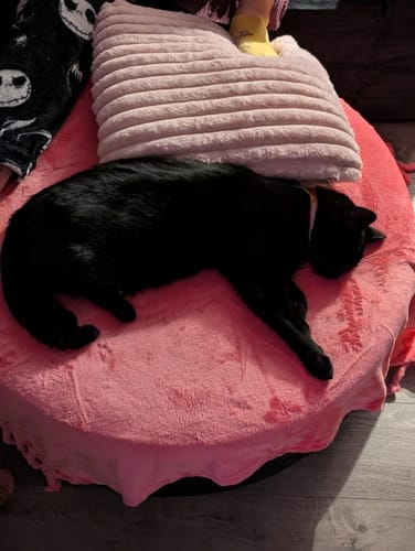 Customer photo review of C8 Round Pouf Ottoman