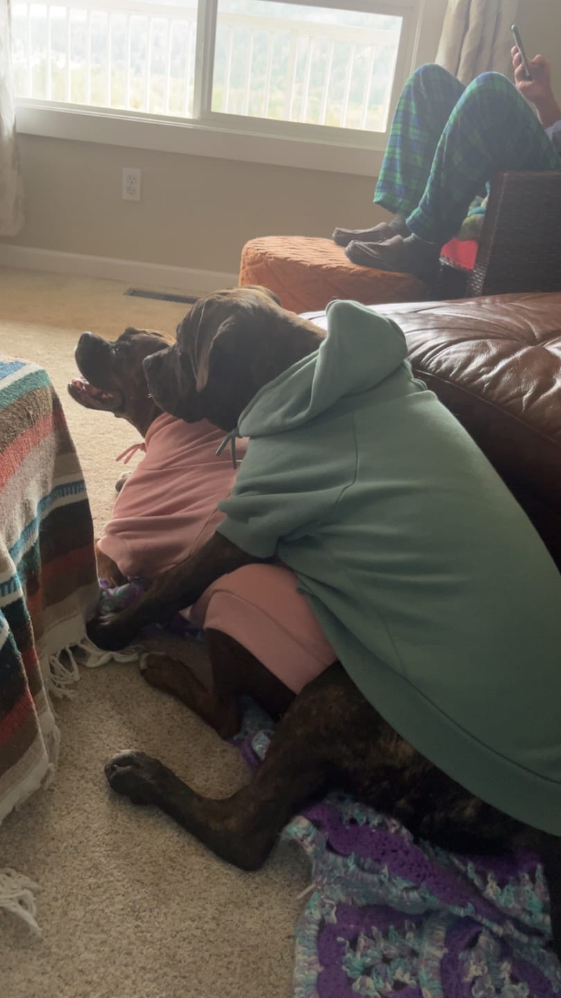 Customer photo review of Essential Dog Hoodie - Teal