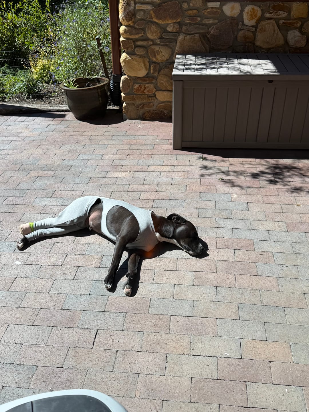 Customer photo review of Lick Sleeve® Rear Bilateral Suit - Veterinarian Pricing