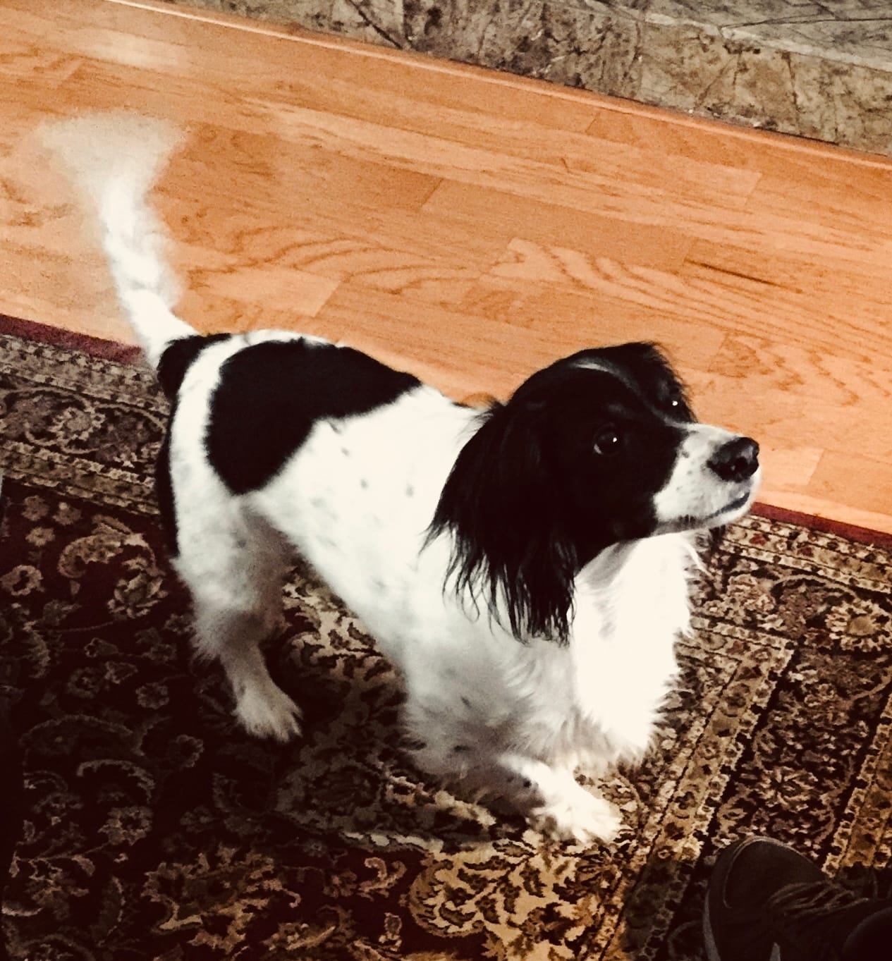 Customer photo review of 1-TDC  Oral Health + Mobility Support for Dogs