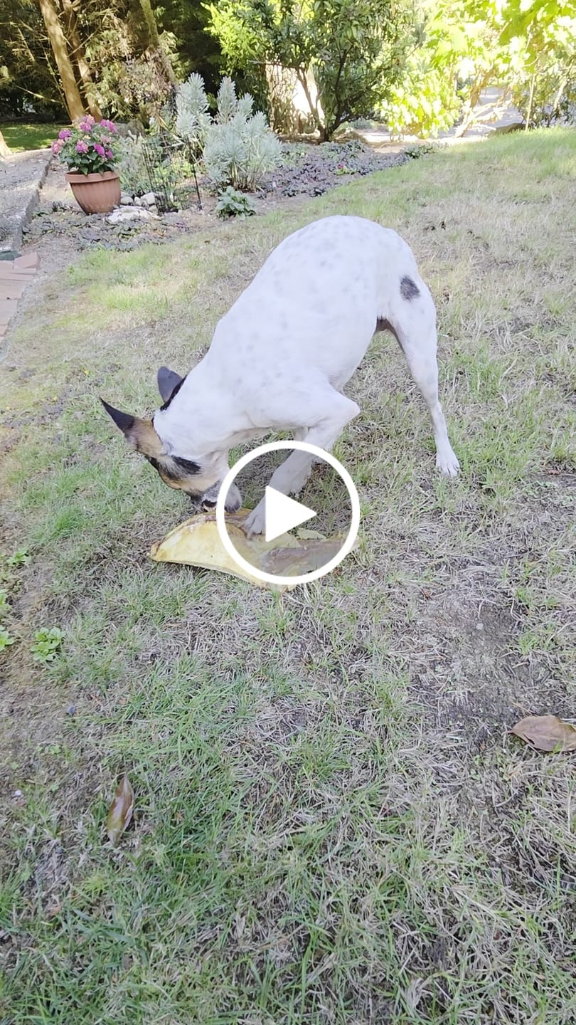 Customer video review of Chest Bone (11" x 6"x 3”): The Durable, Flavor-Packed Chew for Light and Moderate Chewers