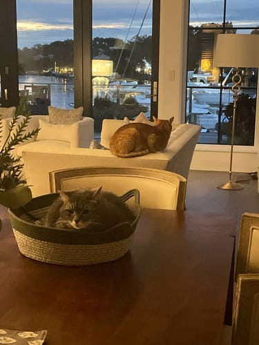 Customer's gray Instinct Basket cat bed on a dining table with a cat resting inside.