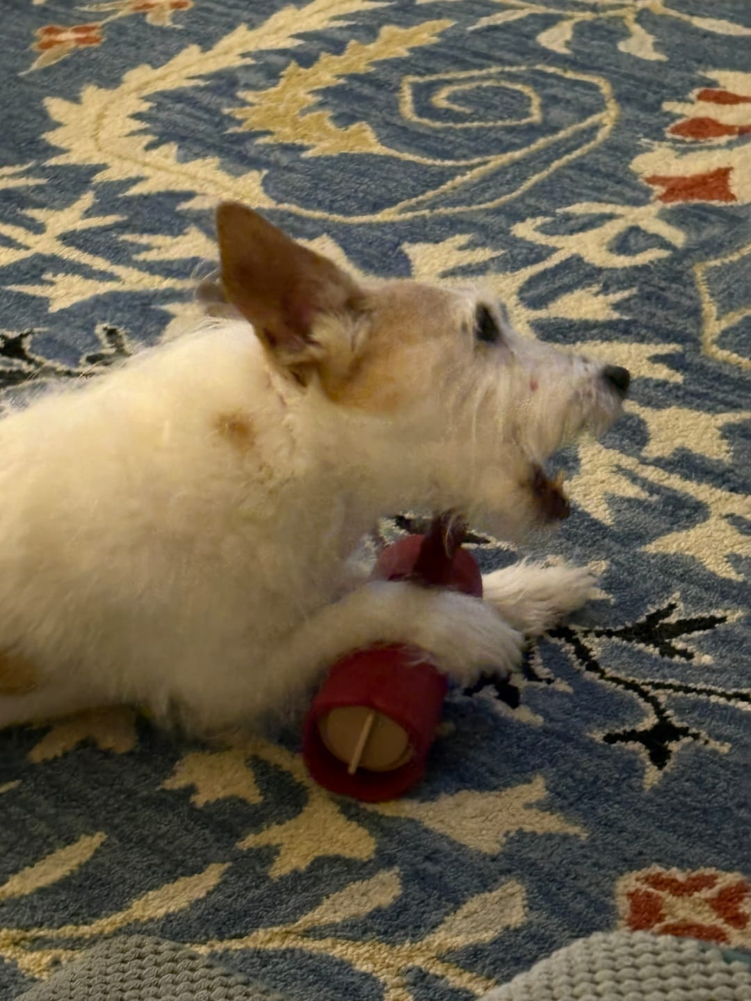 Customer photo review of Bully Stick Safety Holder