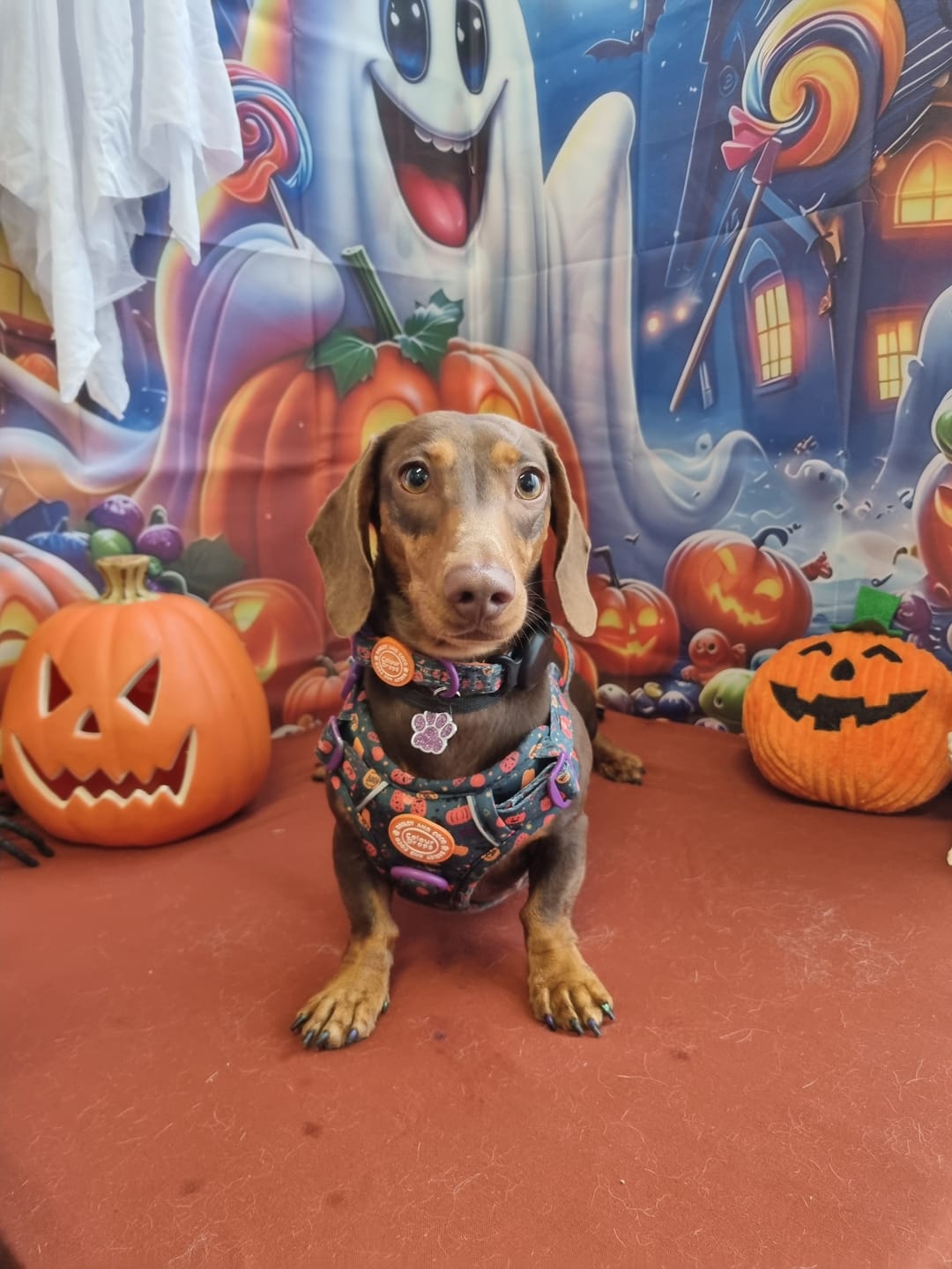 Customer photo review of Dog Lead 5ft - Colour Drops - Spellbound Autumn