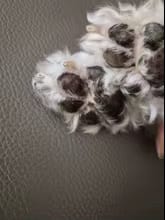 Customer photo review of Happy Paws™ Precision Paw & Fur Trimmer