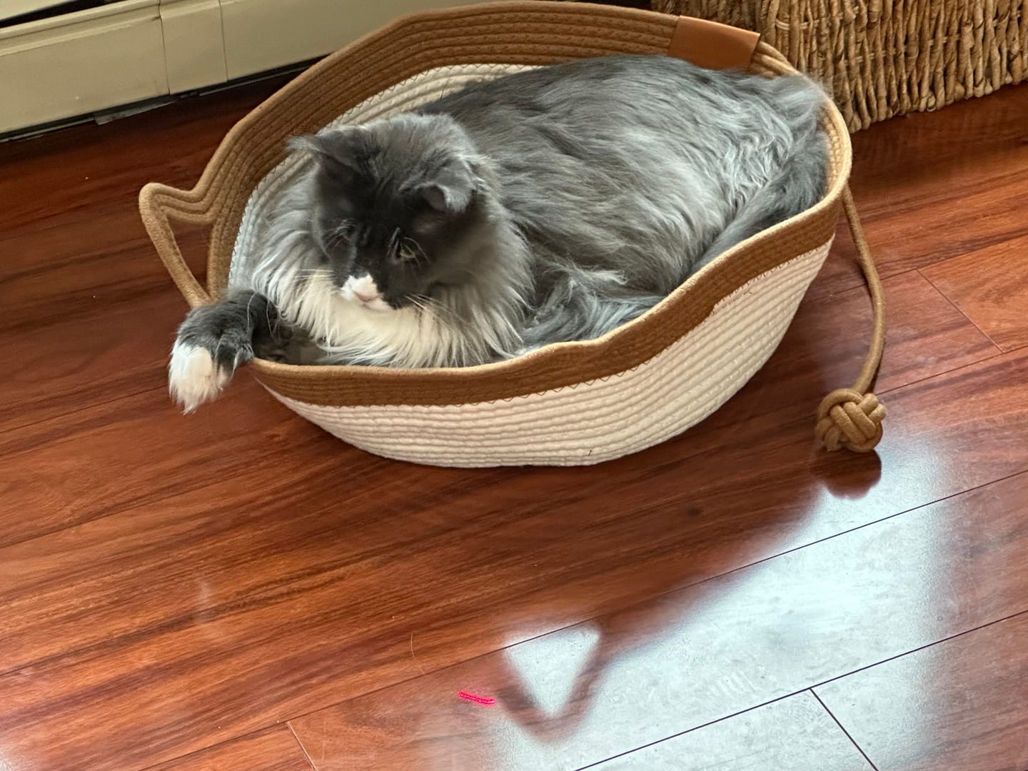 Customer photo review of Instinct Basket | Meet the first research-backed natural territory for indoor cats