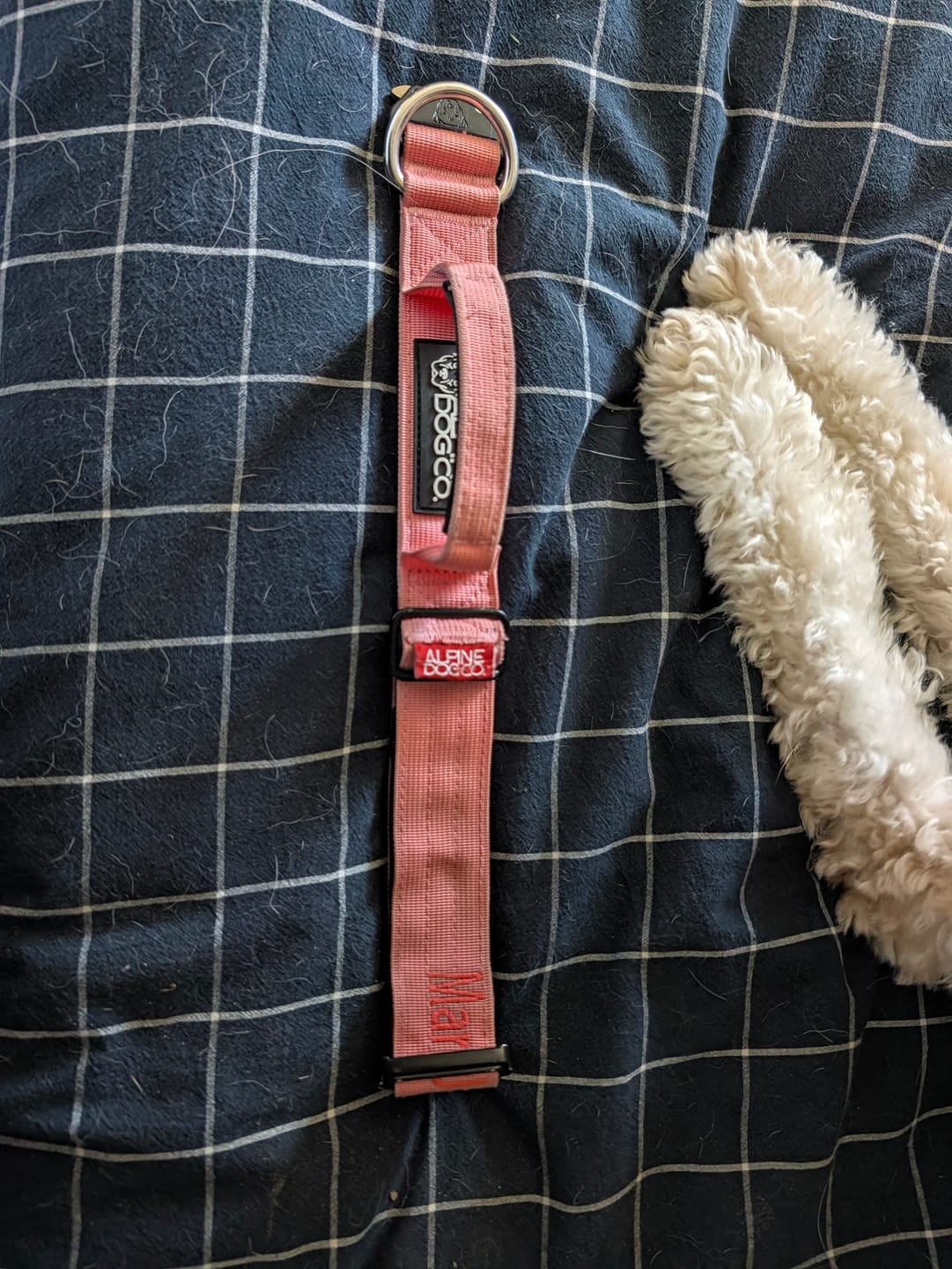Customer photo review of 1.5" Tacti Slim Dog Collar - Bubblegum