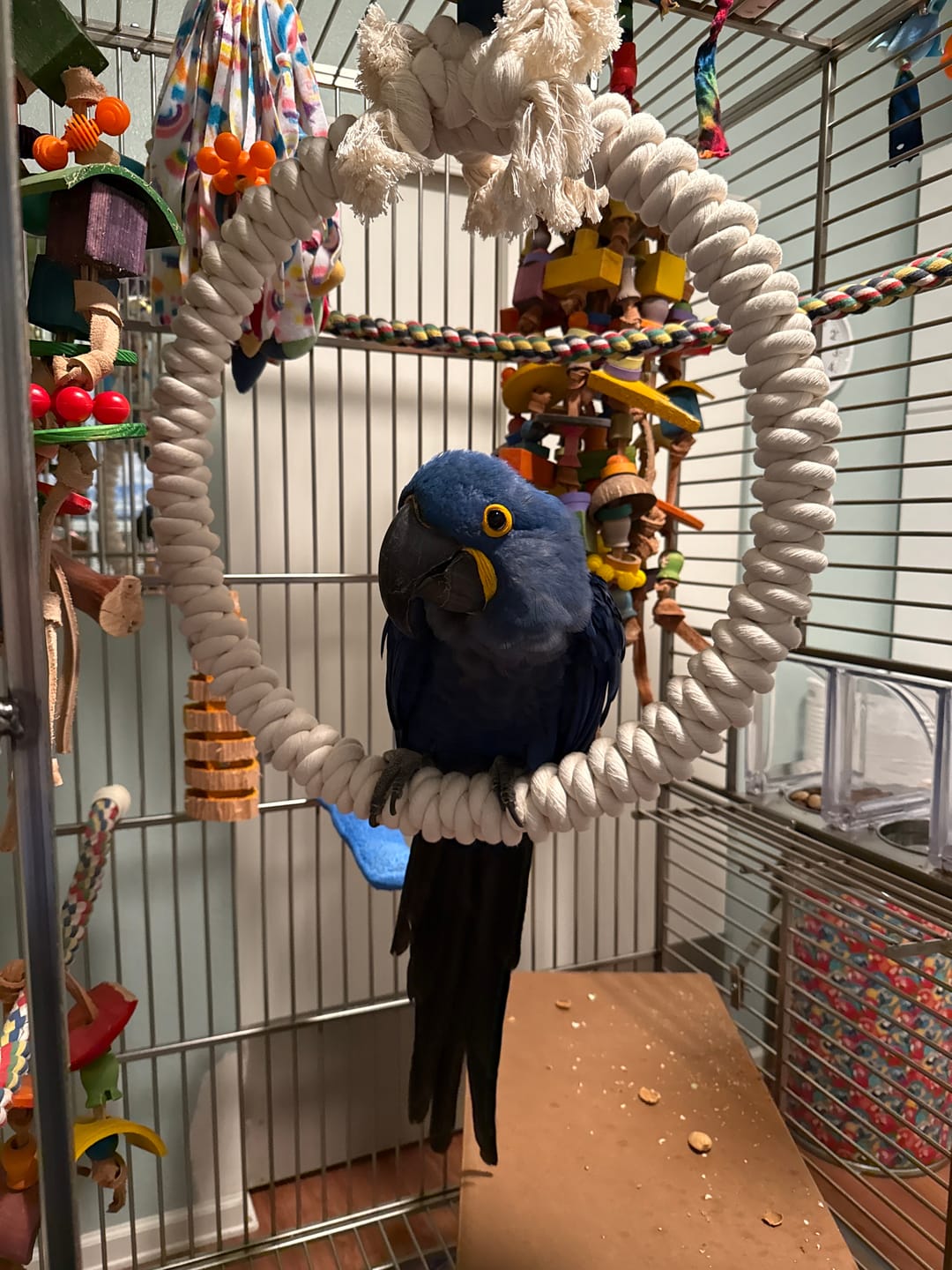 Customer photo review of Fun-Max - Hoop Cotton Ring Bird Toy