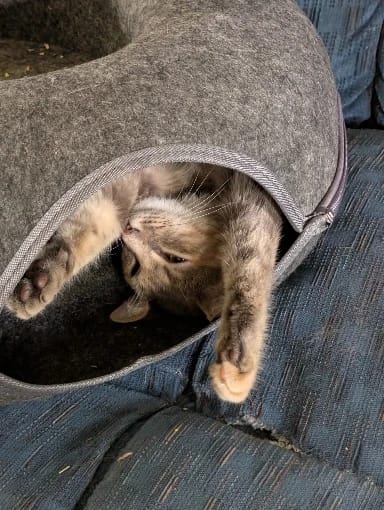 Customer photo review of Felt Donut Cat Bed & Tunnel – 2-in-1 Zip-Apart Hideaway
