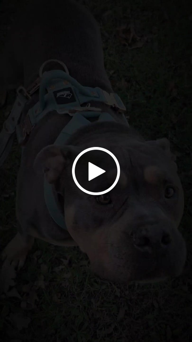 Customer video review of Guard Leash Rose Edition Pastel Green - Väktarkoppel med extra handtag