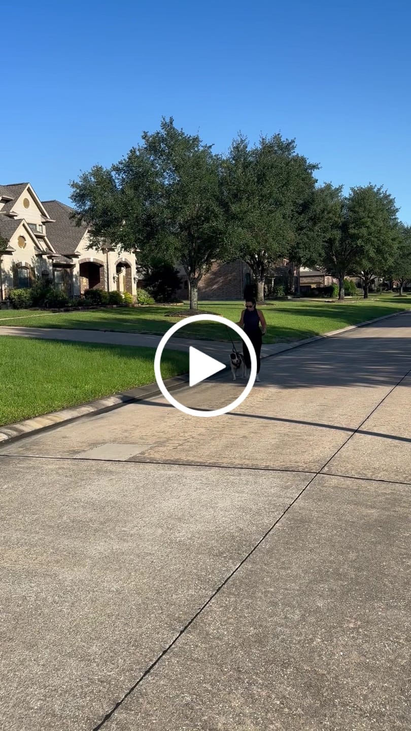 Customer video review of No Pull Bully Proof Harness
