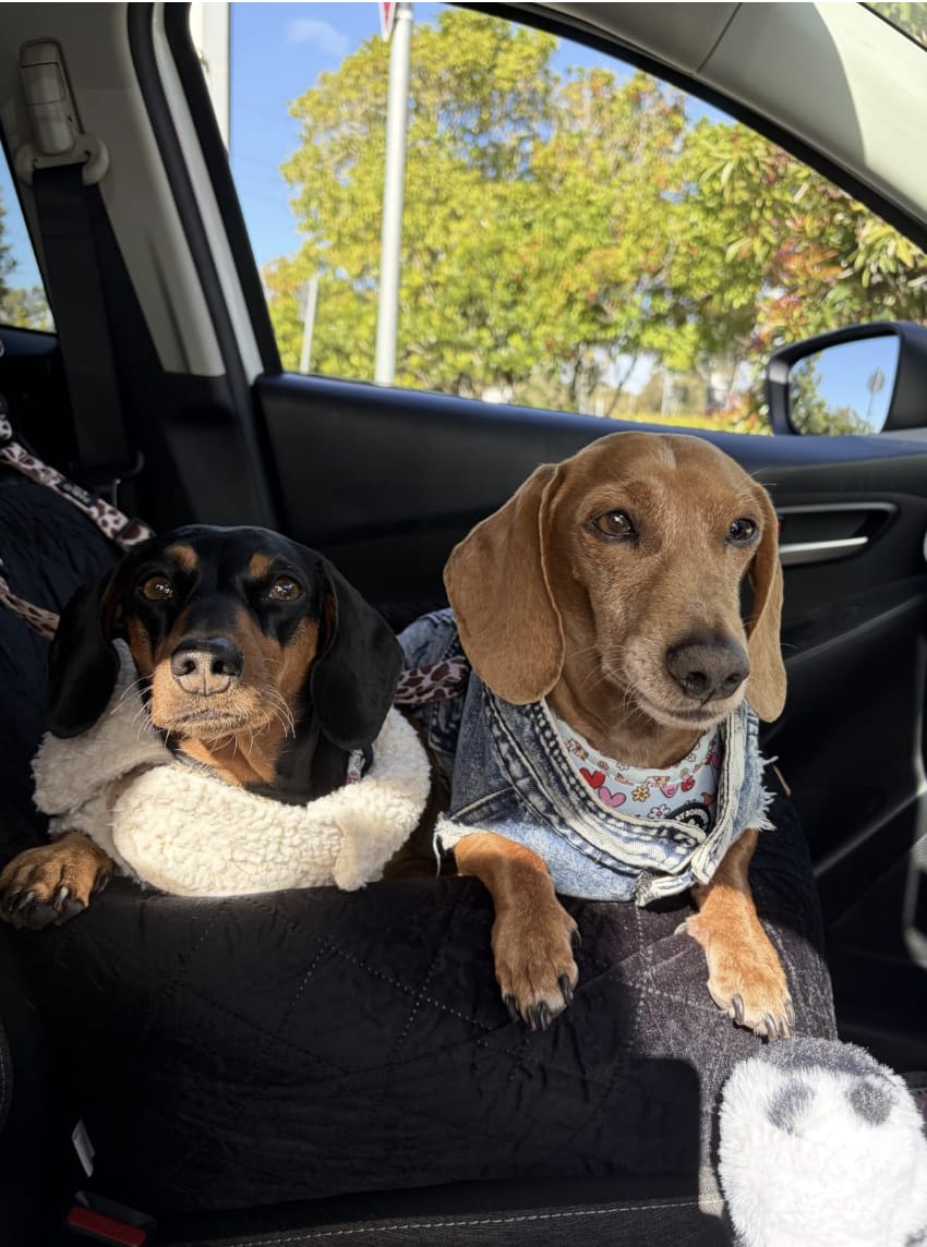Customer photo review of Marlo&Co™ Plush Front Dog Car Seat