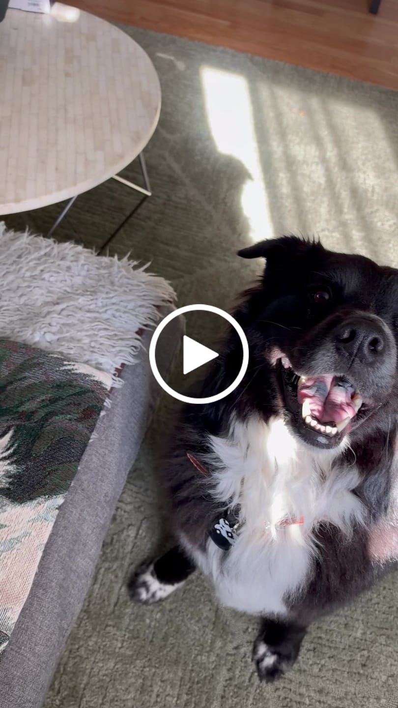 Customer video review of Custom Heirloom Pet Throw Blanket