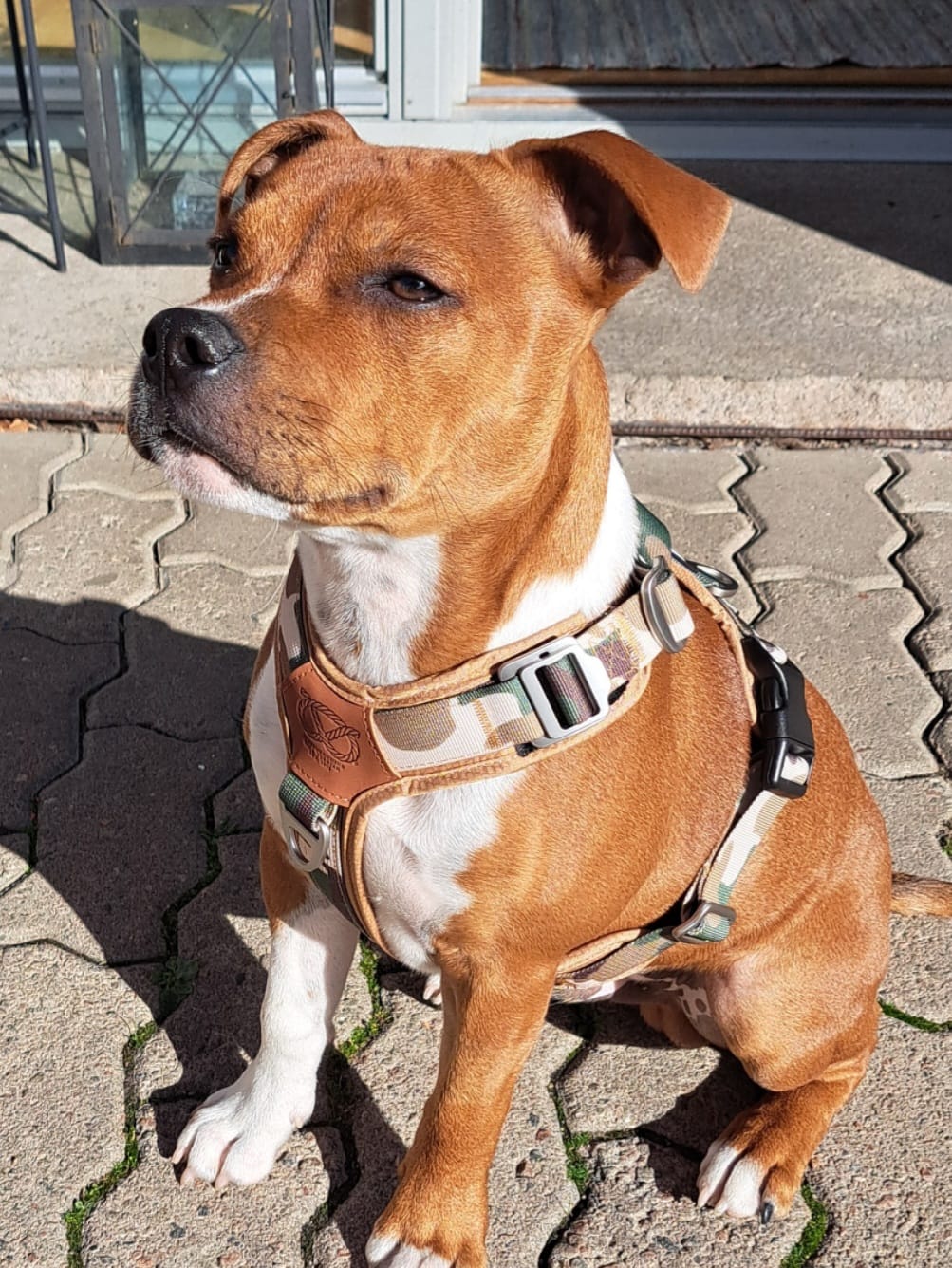 Customer photo review of Staffordshire Bull Terrier 1935® Harness & Leash Set - Sand Camo