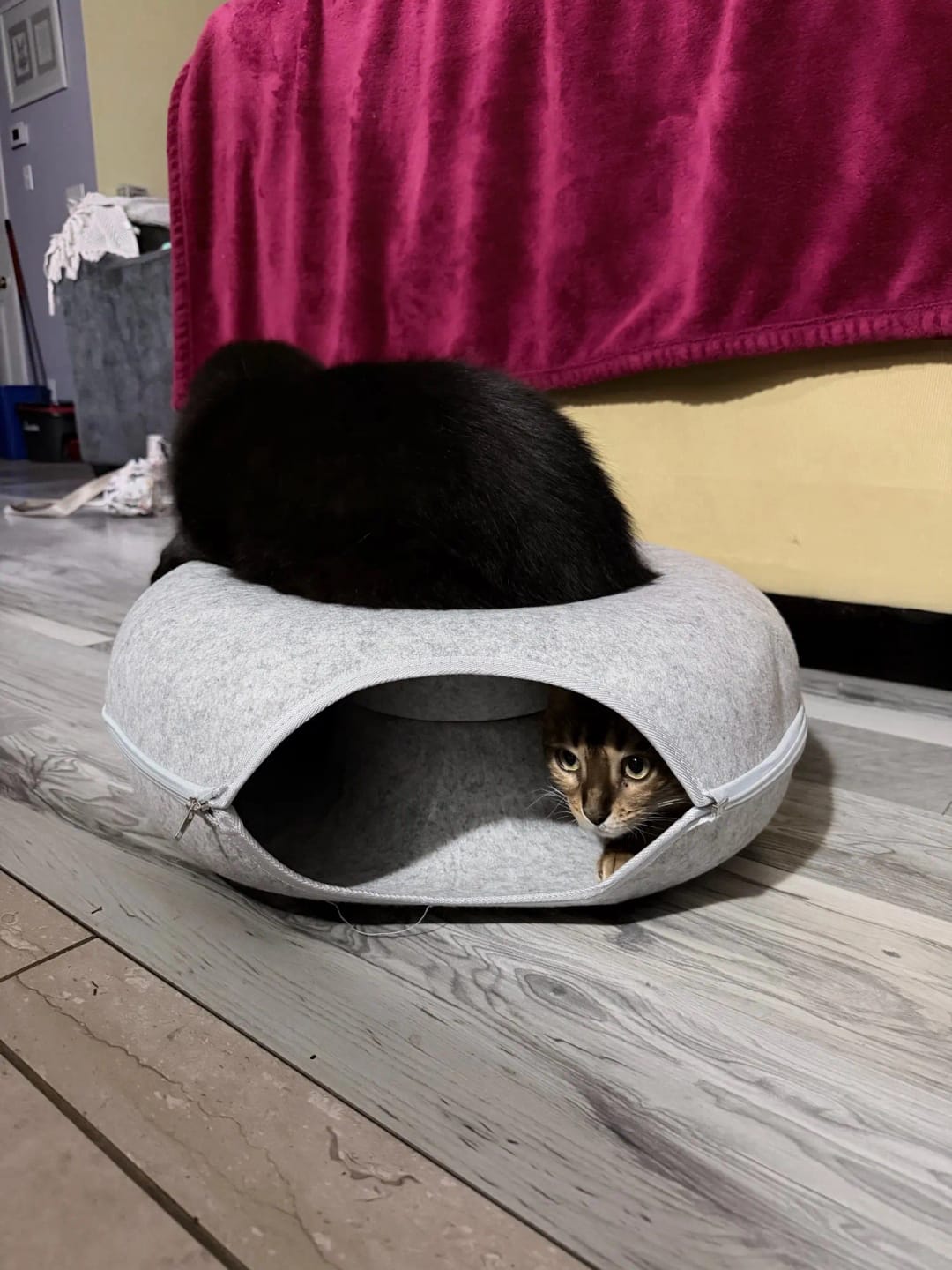 Customer photo review of Felt Donut Cat Bed & Tunnel – 2-in-1 Zip-Apart Hideaway